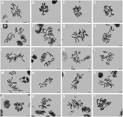 Aneuploidy promotes intraspecific diversification of the endemic East Asian herb Lycoris aurea complex